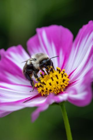 Bumblebee Pollinating Pink Wildflower in Bloom
