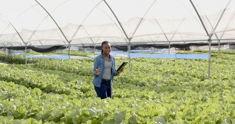 Female Agriculturist Inspecting Hydroponic Vegetables in Greenhouse