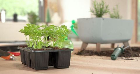 Growing Herb Seedlings Indoors in Black Plastic Tray with Gardening Tools