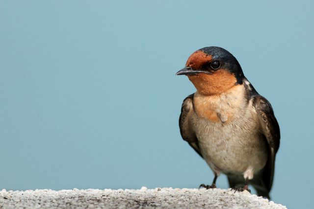 This photo features a Barn Swallow standing on a concrete edge against a blue background. Great for use in educational materials about birds and wildlife, nature-themed blogs, environmental conservation campaigns, and wallpaper designs.