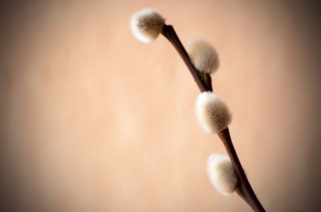 Twig Of Pussy Willow - Download Free Stock Photos Pikwizard.com