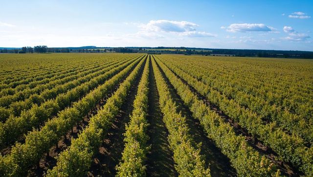 Vineyard rows converging toward horizon, stretching across expansive flat plain under blue sky