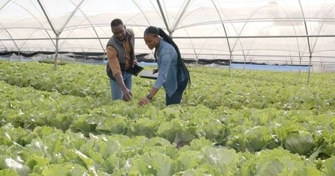 African American Farmers Inspecting Hydroponic Lettuce in Greenhouse