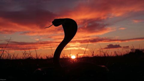 King cobra silhouette against colorful sunset in open field