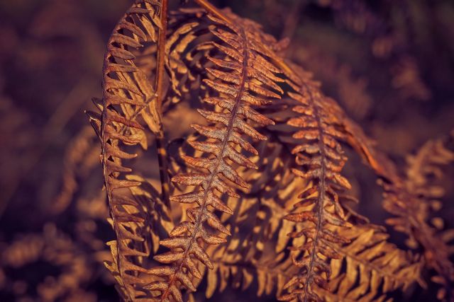 This close-up shot of withered fern leaves showcases the intricate patterns and textures of decaying foliage in autumn. Ideal for use in nature presentations, seasonal projects, or as a background to evoke an autumnal or rustic atmosphere.