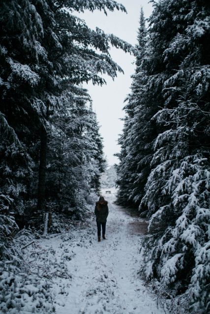 Person Walking in Snowy Forest During Winter - Download Free Stock Photos Pikwizard.com