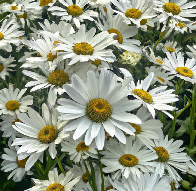Close up of multiple white daisies over grass and blurred background - Download Free Stock Photos Pikwizard.com