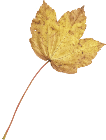 yellow maple leaf on transparent background for autumn designs - Download Free Stock Videos Pikwizard.com
