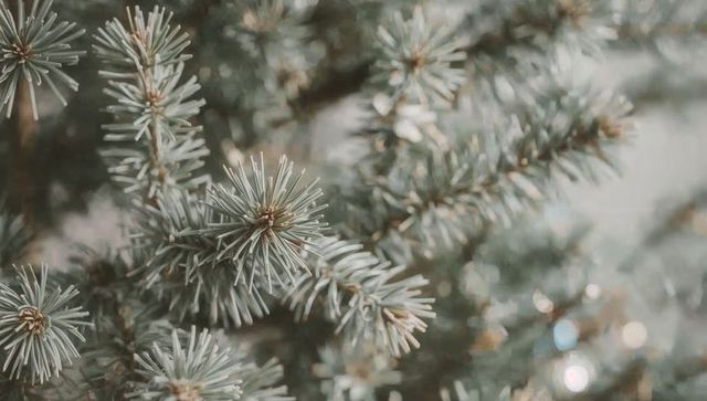 Blue-Green Spruce Needle Rosettes Macro Closeup with Soft Bokeh and Winter Evergreen Mood