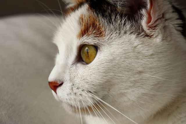 Close-up image of an alert calico cat with yellow eyes, staring outdoors. Useful for veterinary, pet care, or cat-related articles and blogs. Ideal for showcasing beauty and curiosity of domestic cats.