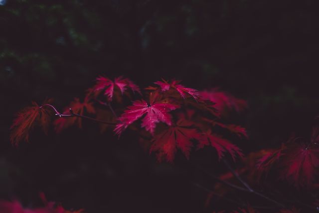 Deep Red Maple Leaves in Moody Natural Setting - Download Free Stock Images Pikwizard.com