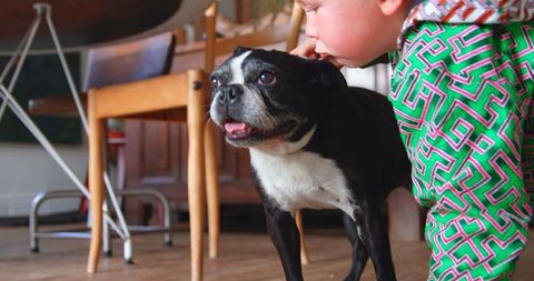 Boy Affectionately Interacting with Boston Terrier at Home