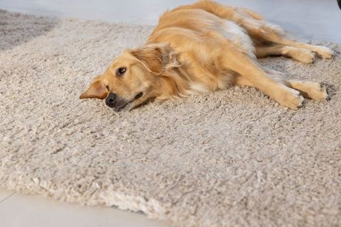 Golden retriever lying on plush beige shag rug relaxing in cozy living room interior