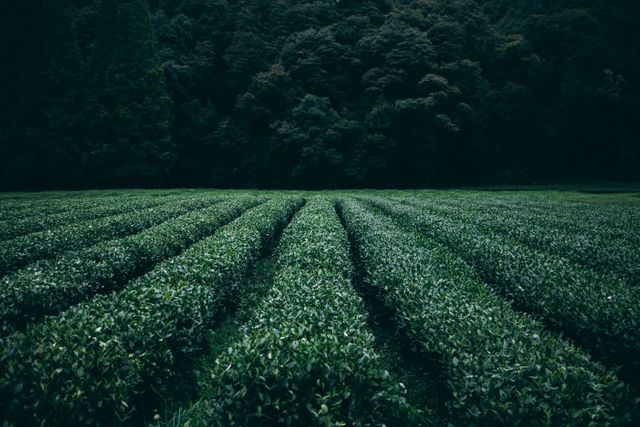 Lush Tea Plantation Rows Against Dense Forest - Download Free Stock Photos Pikwizard.com