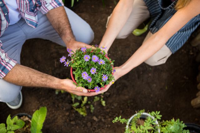 High angle view of male and female gardeners holding a potted plant together, symbolizing teamwork and collaboration in gardening. Ideal for use in articles or advertisements about gardening, teamwork, outdoor activities, and horticulture.