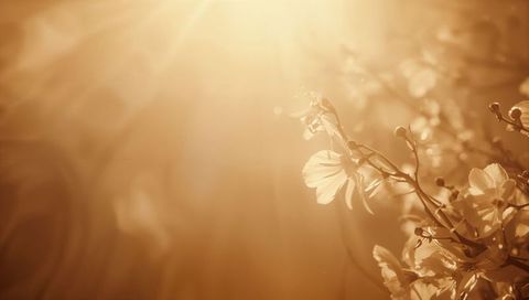 Golden backlit wildflower stems glowing in warm sunlight with soft bokeh and lens flare
