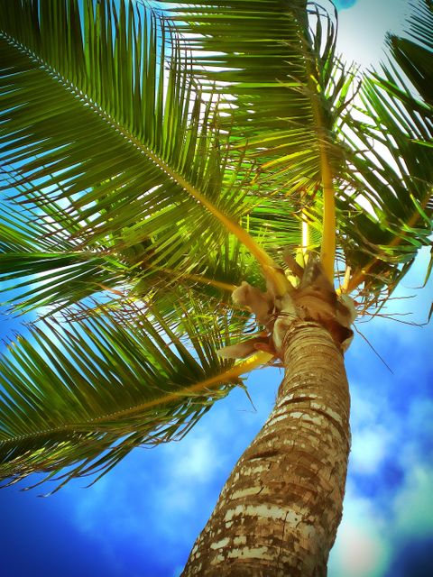 View looking up at a tall palm tree with green fronds spread against a clear blue sky on a sunny day. Ideal for travel brochures, vacation advertisements, tropical-themed decor, or nature-focused marketing materials.