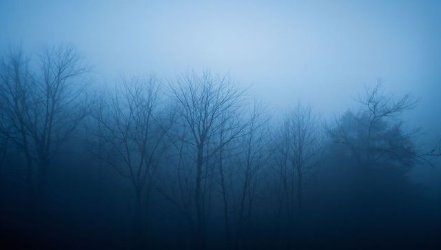 Misty blue forest silhouetting bare winter trees in dense fog at twilight