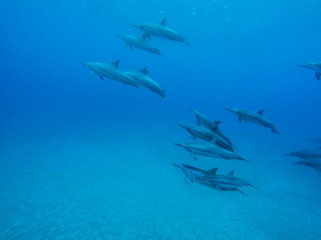 School of Dolphins Swimming in Clear Blue Ocean Water - Download Free Stock Photos Pikwizard.com