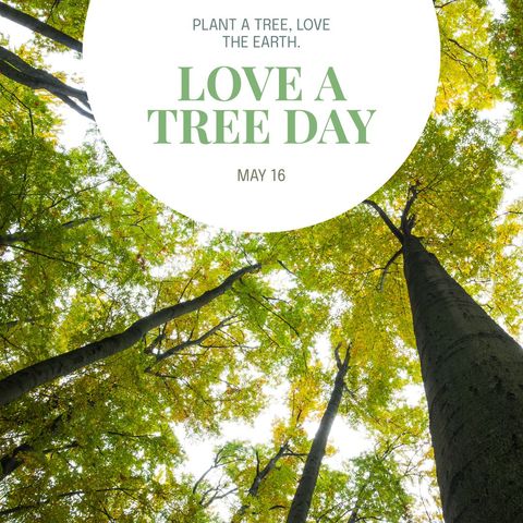 Love a Tree Day Celebration in Lush Green Forest Canopy - Download Free Stock Templates Pikwizard.com