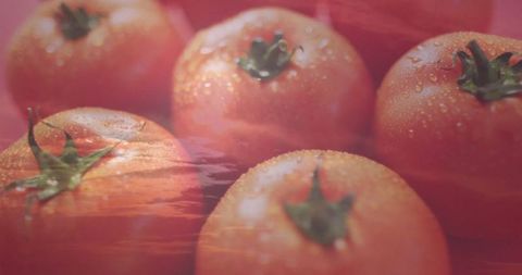 Glistening Red Tomatoes with Water Droplets on Red Background