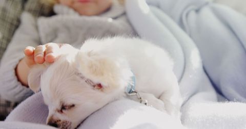 Child Gently Petting Small White Dog on Cozy Blanket Indoors