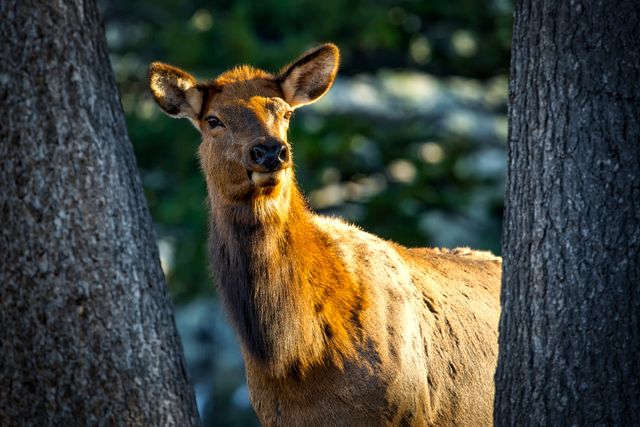 Alert Young Elk Between Tree Trunks in Forest - Download Free Stock Photos Pikwizard.com