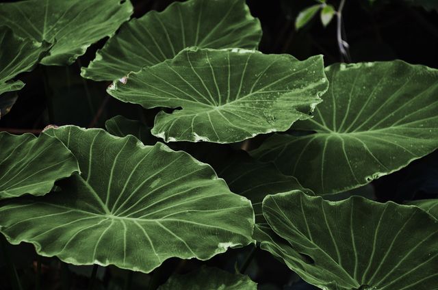 Lush Green Elephant Ear Leaves with Water Droplets - Download Free Stock Photos Pikwizard.com