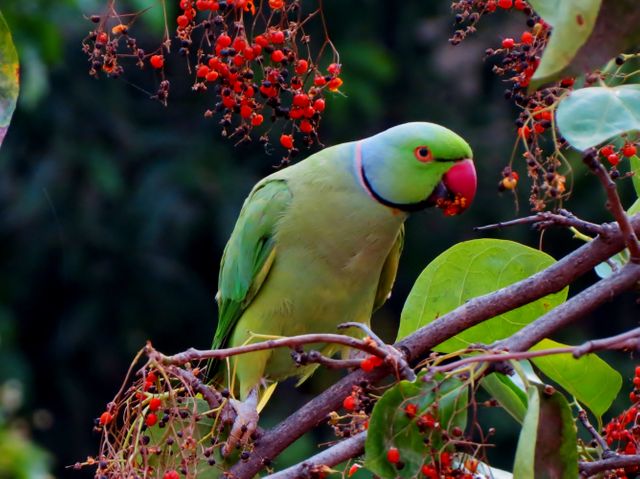 Green parakeet perches on branch among red berries. Ideal for articles about exotic wildlife, tropical fauna, and bird watching. Useful for educational content on bird species, nature photography, and wildlife conservation.