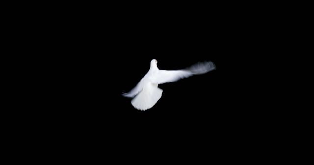 A solitary white dove flies against a stark black background, symbolizing peace and freedom. Its wings are spread wide, capturing the essence of its graceful flight.