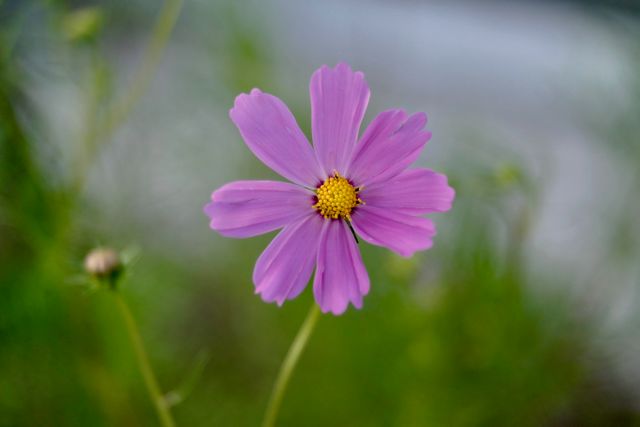 Vibrant Pink Cosmos Flower Blooming in Natural Setting - Download Free Stock Photos Pikwizard.com