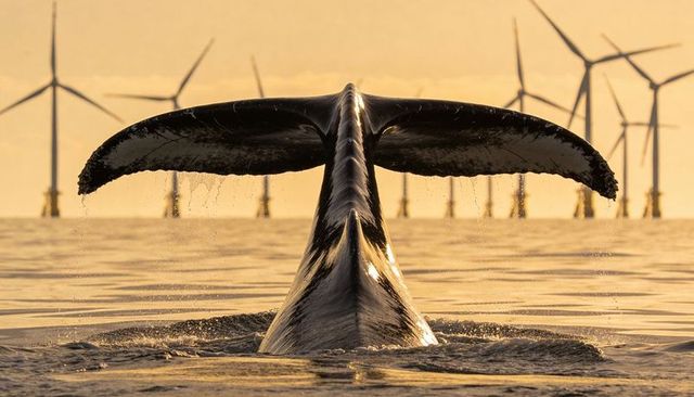 Humpback whale tail rising at sunrise near offshore wind turbines, golden dawn