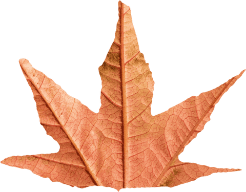 Autumn Leaf in Seasonal Transition on Transparent Background - Download Free Stock Videos Pikwizard.com