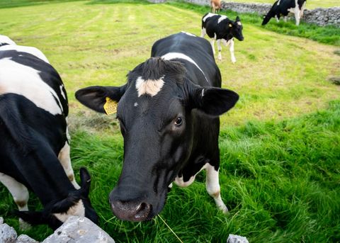 Curious Holstein cow leaning over dry stone wall, grazing and sniffing lush green pasture