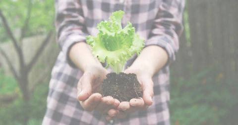 Hands holding lettuce seedling with soil in backyard garden, gardener wearing plaid shirt