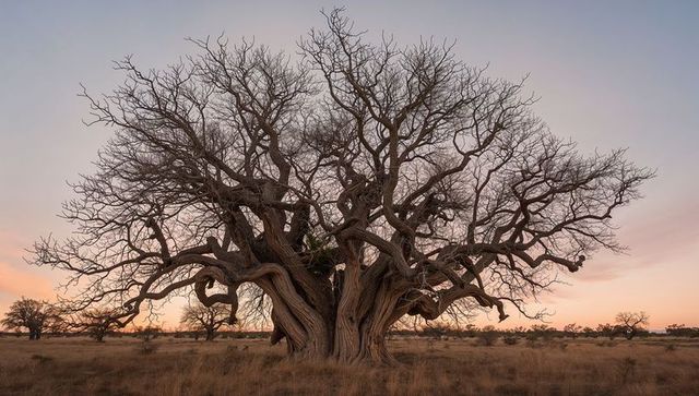 Gnarled multi-trunk tree dominating savanna grassland at sunset with pastel twilight sky