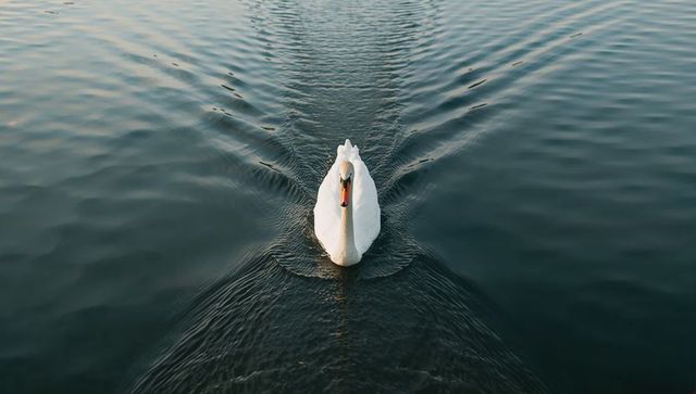 White swan gliding through calm teal lake with v-shaped wake, ripples and soft reflection