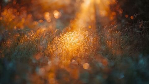 Glowing backlit grass tuft catching golden sunbeam in meadow at golden hour