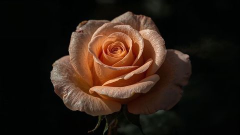 Vibrant Peach Rose Macro with Water Droplets in Garden