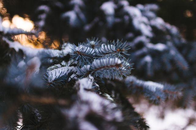 Close-up view of a pine tree branch covered in small amounts of snow. Frosty needles create a winter atmosphere making it perfect for holiday greeting cards, winter-themed backgrounds, and nature photography inspiration.