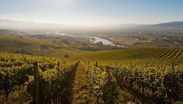 Sunlit vineyard rows leading down hill to serpentine river and misty valley panorama