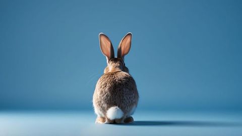 Brown cottontail rabbit facing away in studio