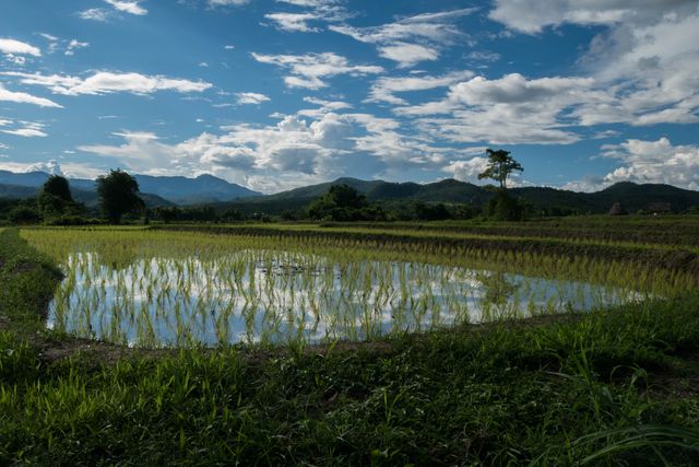 Tranquil rice paddy field with water reflecting cloudy sky and distant mountains. Suitable for agricultural, environmental, or travel publications highlighting natural beauty and farming landscapes.