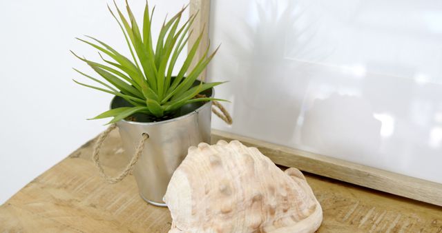 A potted plant sits next to a seashell on a wooden surface, with copy space. The simplicity of the decor suggests a minimalist or coastal interior design theme.