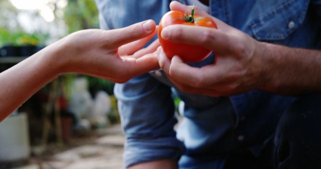 Hands Passing Fresh Tomato in Garden - Download Free Stock Images Pikwizard.com