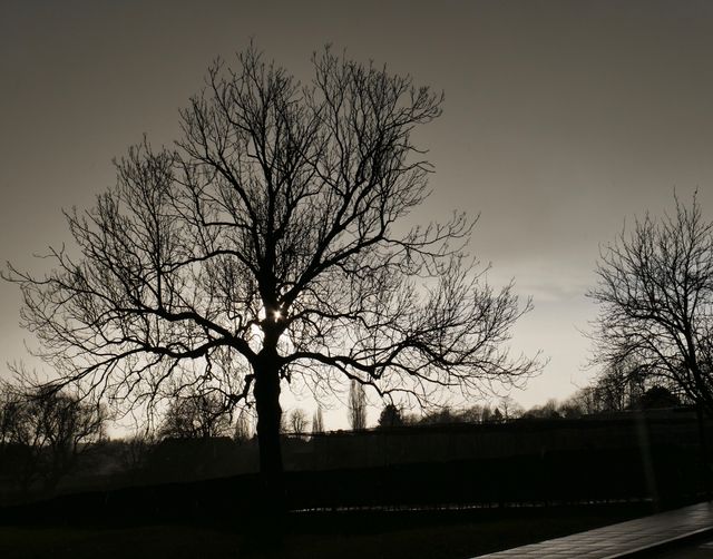 Silhouette of bare tree with intricate branching pattern, set against a stormy, darkening sky at sunset. Provides a dramatic and moody atmosphere perfect for projects requiring themes of nature, melancholy, tranquility, or transition between seasons. Ideal for use in websites, presentations, nature-themed publications, or artistic backgrounds.