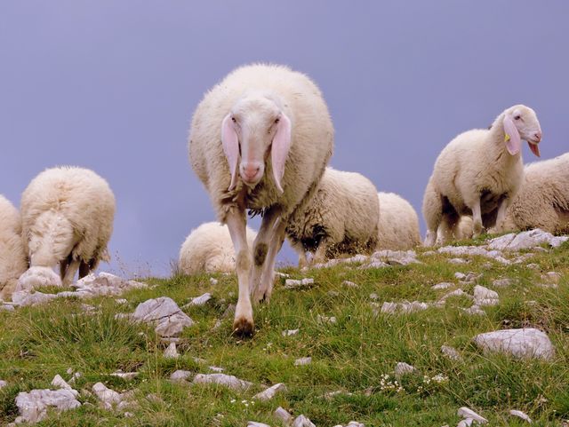 A flock of sheep grazing on a grassy, rocky hillside. Image depicts rural and pastoral life. Could be used for articles on farming, livestock care, countryside tourism, and nature insights.