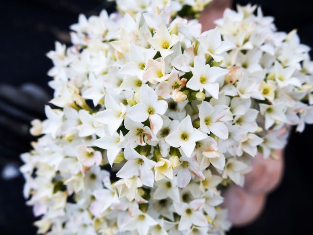 Close-Up of Beautiful White Flowers with Delicate Petals - Download Free Stock Photos Pikwizard.com
