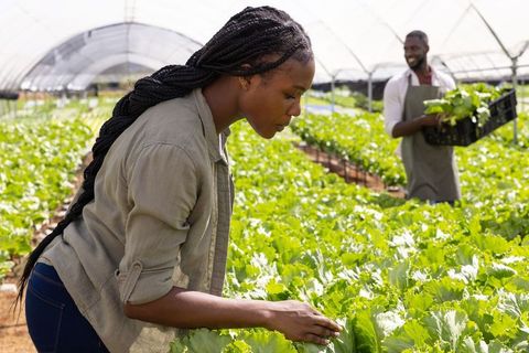 Coworkers inspecting organic produce in hoop greenhouse