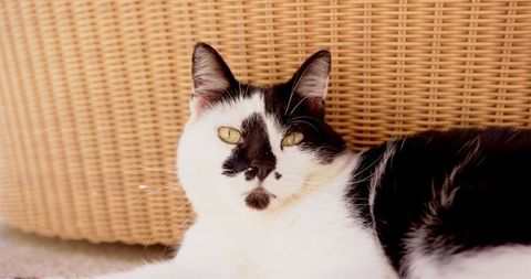 Calm Black and White Cat Lounging Indoors Against Woven Furniture